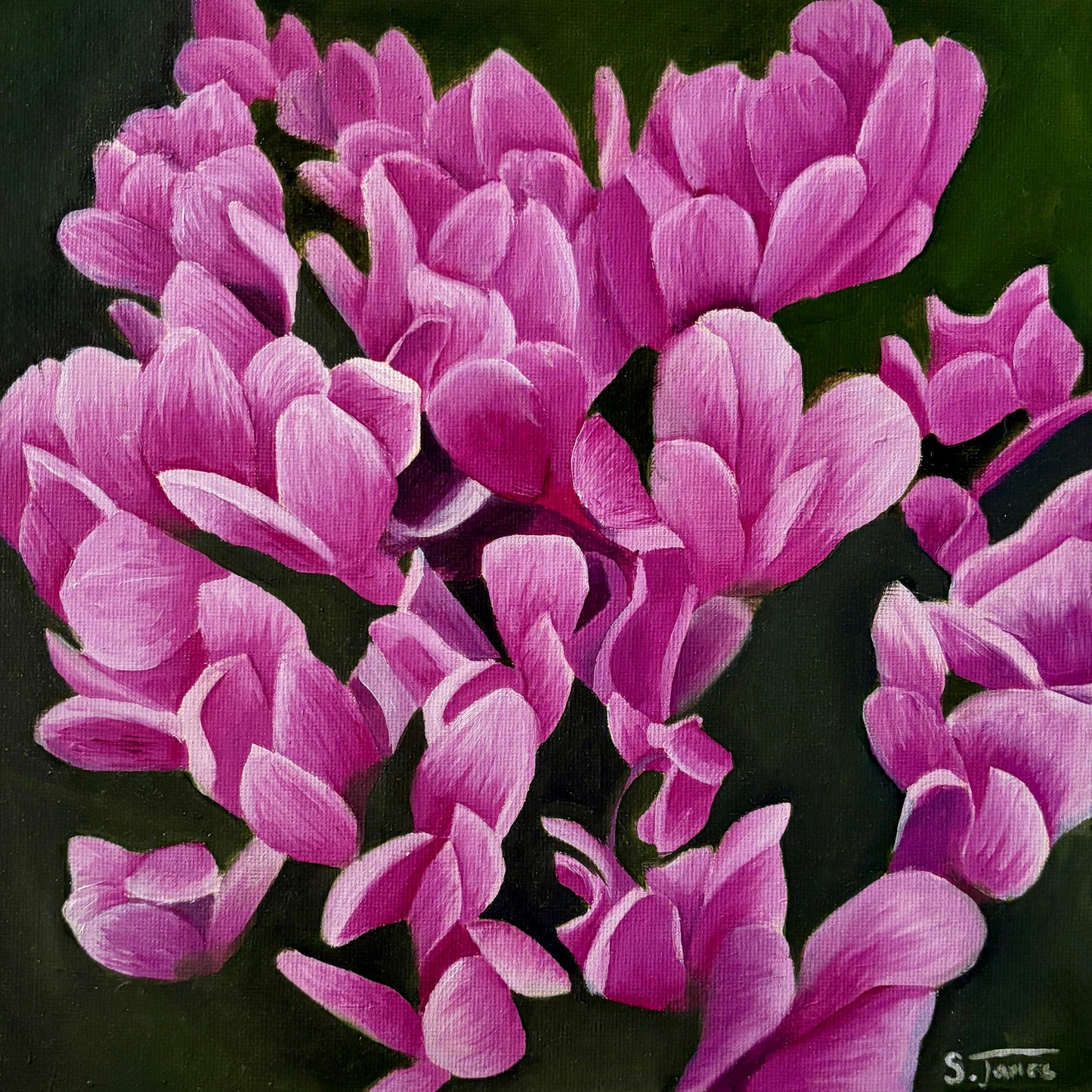Cyclamen Bloom - Botanical Oil Painting | Shannon James