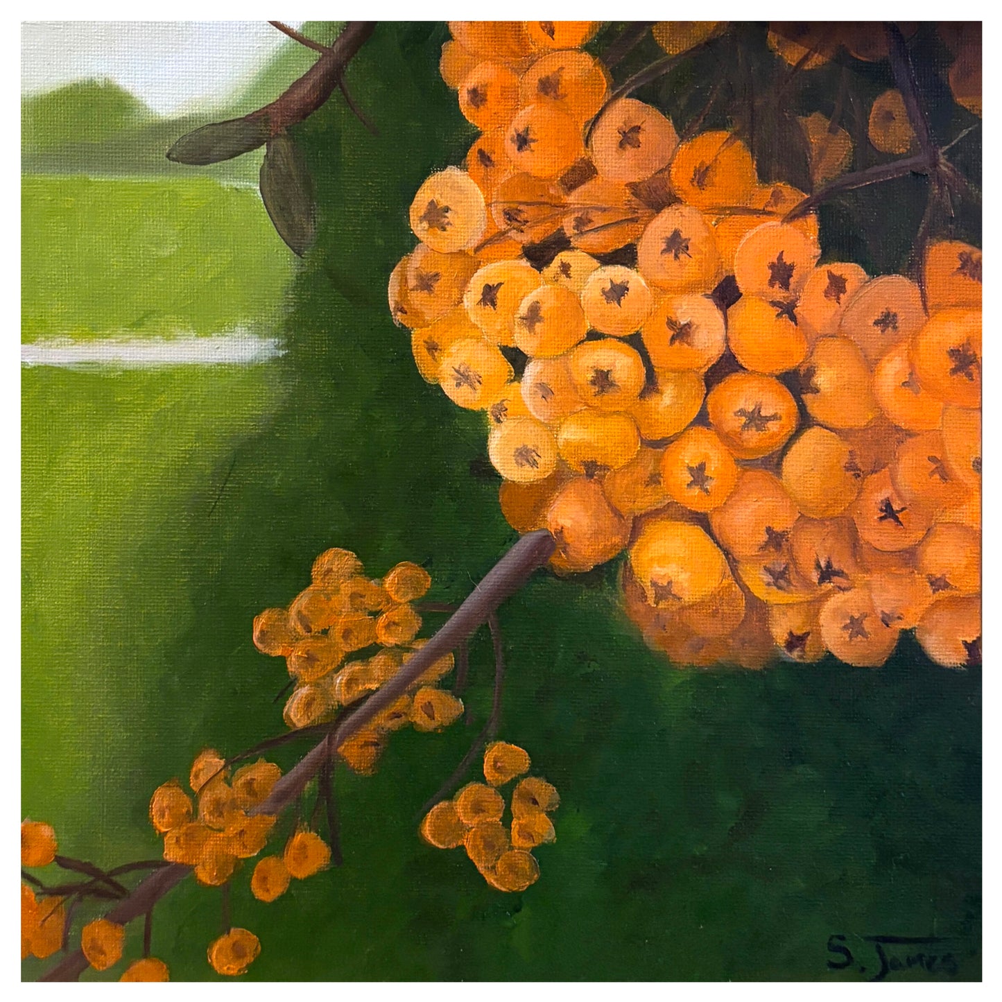Firethorn - Floral Giclee Print | Shannon James
