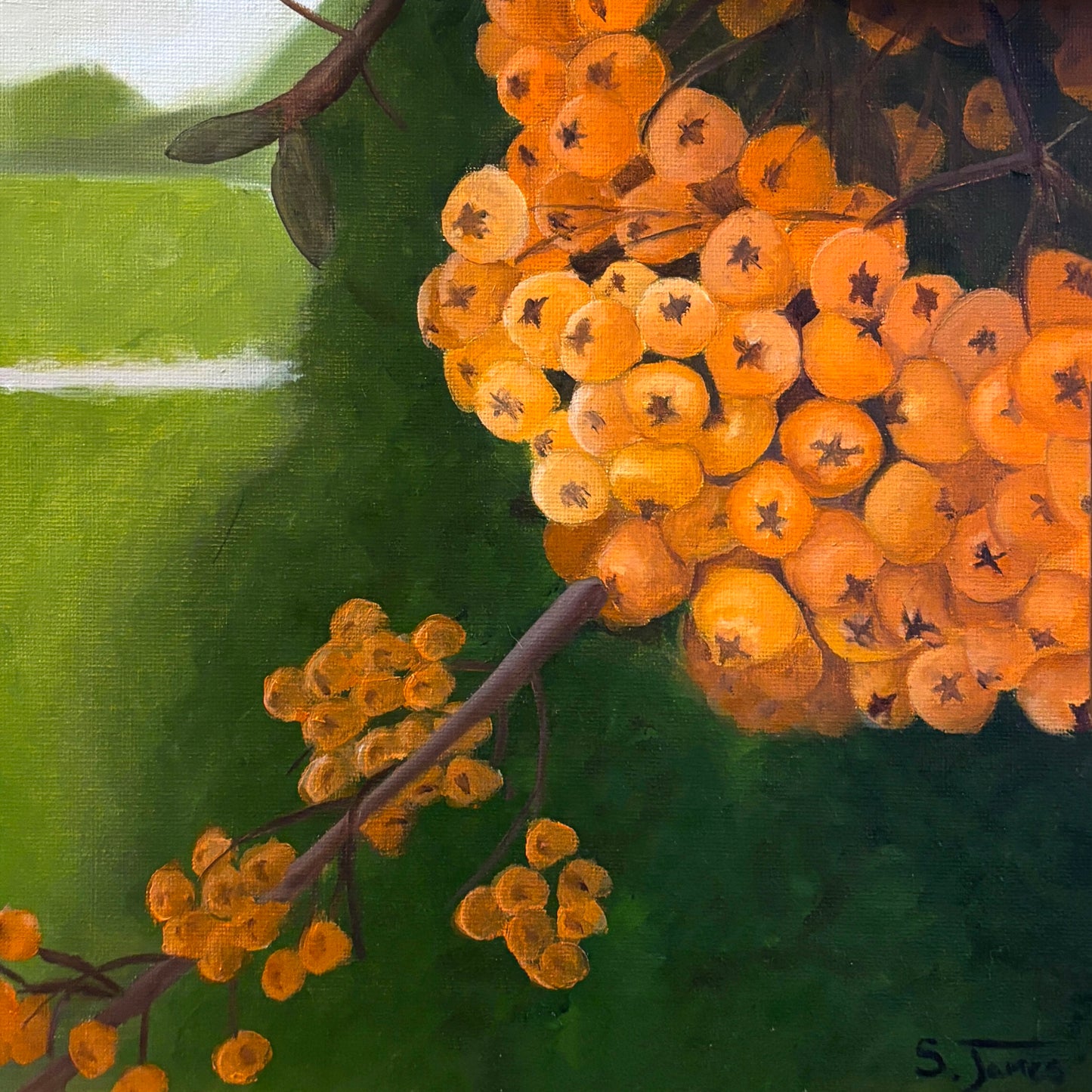 Firethorn - Botanical Oil Painting | Shannon James