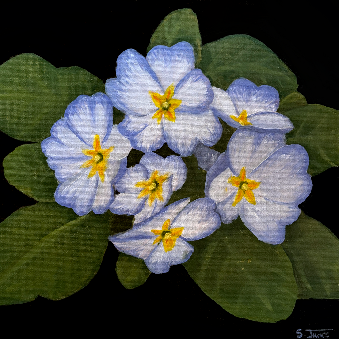 Primrose 2 - Original Oil Painting | Shannon James