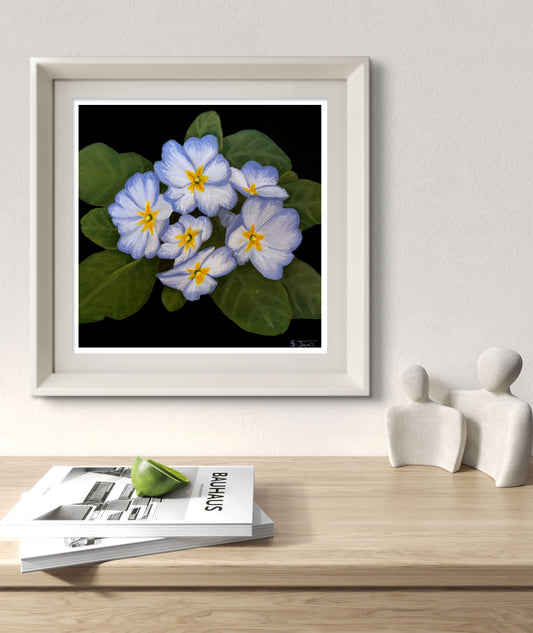 Primrose 2 - Botanical Floral Giclee Print | Shannon James