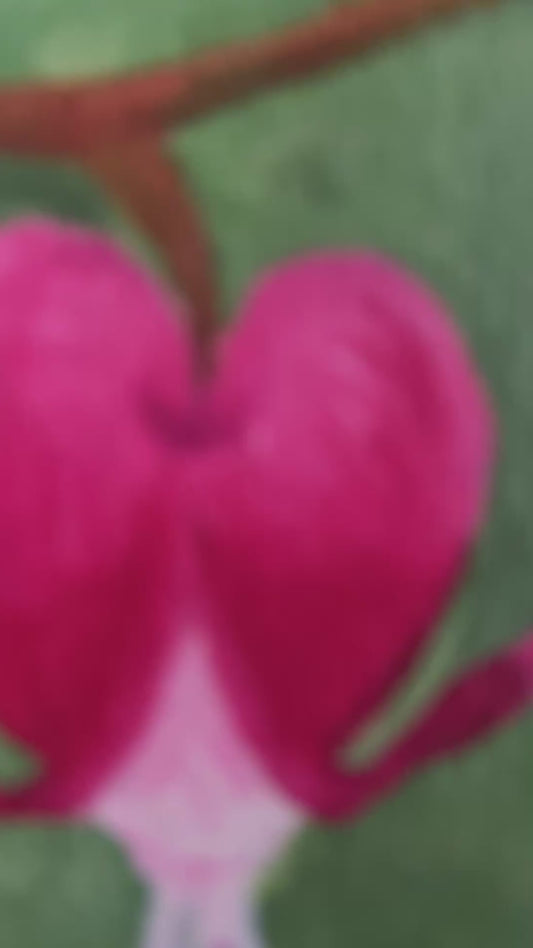 Bleeding Heart - 5x7” Giclee Print | Shannon James